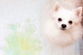 A white small dog Pomeranian is sitting on a disposable diaper next to a yellow puddle