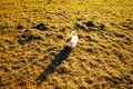 white small dog walking and standing on grass