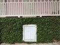 A white small door with green plant on the wall