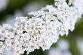 White small flowers Royalty Free Stock Photo