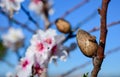 White small flowers and almond blooming in Portugal forest Royalty Free Stock Photo