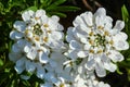 White, small flowers Arabis in the spring