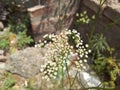 White small flowers of bunium Royalty Free Stock Photo