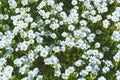 White small flowers Royalty Free Stock Photo