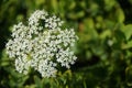 White small flowers on green background Royalty Free Stock Photo