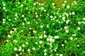 White small flowers in the green grass in the field Royalty Free Stock Photo
