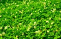 White small flowers in the green grass in the field Royalty Free Stock Photo