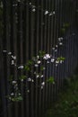 White small flowers grow through wooden fence. Garden wall Royalty Free Stock Photo