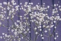 White small flowers of gypsophila close-up on a light purple background.