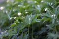 White small flowers on long legs against the background of greenery Royalty Free Stock Photo