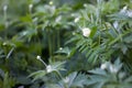 White small flowers on long legs against the background of greenery Royalty Free Stock Photo