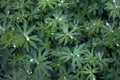 White small flowers on long legs against the background of greenery Royalty Free Stock Photo