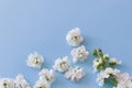 White small flowers on a pale blue background. top view of blooming matthiola.