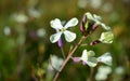 White small flowers in Portugal forest Royalty Free Stock Photo