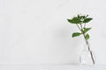 White small flowers in transparent vase on soft white wood table with copy space, modern elegance home decor.