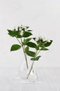 White small flowers in transparent vase on soft white wood table, vertical, modern elegance home decor.