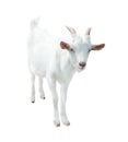 White small goat, isolated