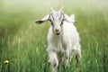 White small goatling outdoors, rural wildlife photo Royalty Free Stock Photo