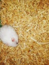 White small hamster eating chopped wood