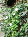 White small kamini floweres with  dark green leaves. Royalty Free Stock Photo