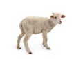 White small lamb Ovis aries on a white background Royalty Free Stock Photo