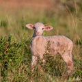 White small lamb Ovis aries close up Royalty Free Stock Photo