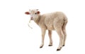 White small lamb with straw ( Ovis aries ) on a white background Royalty Free Stock Photo