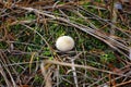 White small mushroom toadstool standing in the moss among the needles of pine trees in the autumn forest close-up
