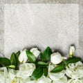 White small roses on grey background, space for text. Floral greeting card mockup. Wedding invitation,happy mother day or Royalty Free Stock Photo