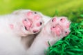 White small Samoyed puppy paws on green grass background