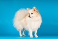 White small spitz portrait at studio