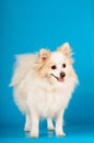 White small spitz portrait at studio