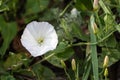 White with small spots of the flower of morning glory Ipomoea violacea.