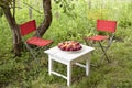 White small table, red folding chairs made of fabric on the grass. Fruit plate - plums, apples, apricots Royalty Free Stock Photo