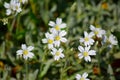 White Small Tiny Flowers Home Garden Plants Bacjground Stock Photo Royalty Free Stock Photo