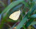 White small- to medium-sized butterfly, of the whites-and-yellows family Pieridae.
