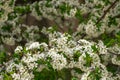 White small tree flowers on green leaves background Royalty Free Stock Photo