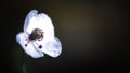 White, small, wild flower.Poppy tenderness.Close-up of a flower. Royalty Free Stock Photo