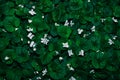 natural floral background with small white flowers Royalty Free Stock Photo
