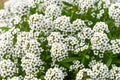 Flowers Alyssum Lobularia maritima, California Royalty Free Stock Photo