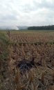 white smoke from burning rice straw in the fields is very thick and smells bad Royalty Free Stock Photo