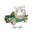 White smoking Tiger Royalty Free Stock Photo