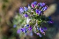 White Snail on Blue Purple Wild Flower in Mont Saint-Michel Bay in Normandy France - Landscape version