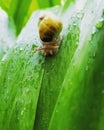 White snail close up