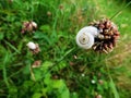 A white snail clung to a clustered flower in a meadow Royalty Free Stock Photo