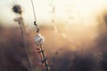 White snail on the dry grass at sunset Royalty Free Stock Photo