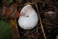 White snail home shell on the ground Royalty Free Stock Photo