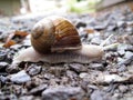 White snail on little rocks Royalty Free Stock Photo