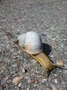 White Snail