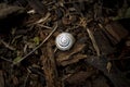 A white snail on pieces of wood Royalty Free Stock Photo